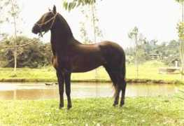 zamyhorse.com Galicio