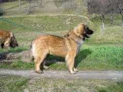 Galiene