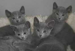 kirstejns-russianblue.dk Galilahi