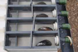 nefsc.noaa.gov Galimany