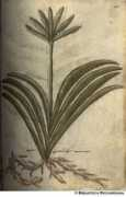 istitutodatini.it Galinga