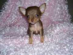 pupclassifieds.com Galith
