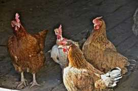 jpgmag.com Gallinas