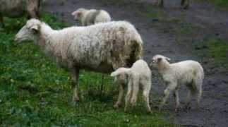 lanazione.it Gallitto