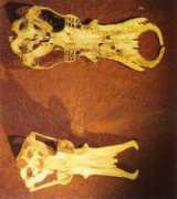 palaeo.gly.bris.ac.uk Galmani