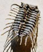 trilobites.info Galodo