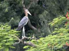 birdpoints.com Galone