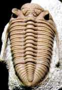 trilobites.info Galpha