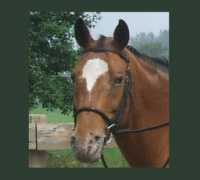 islandhorses.com Galvaro