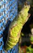 whatsthatbug.com Galye