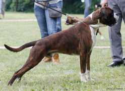 boxerclub.hr Gamax