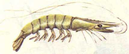 Gambere