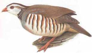 Gambra
