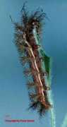 saturniidae-web.de Gamelia