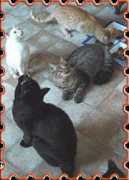 maisondelespoir.free.fr Gamelle