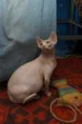 Gamelton