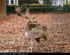Gamo