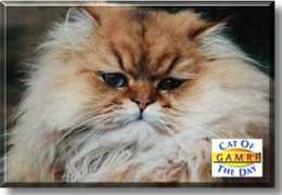 catoftheday.com Gamri