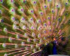 cctv.com Ganchu