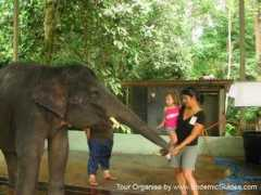 endemicguides.com Gandah