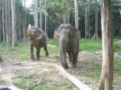 malaysiasite.nl Gandah