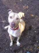 nj.com Gandolph