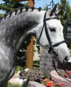 canadianwarmbloods.com Ganeff