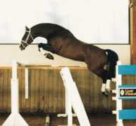 primaequestrian.com Ganeff