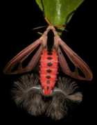 lepidoptera.butterflyhouse.com.au Gangis