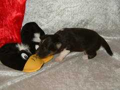 shetland-sheepdog.nl Ganiem