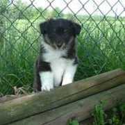 shetland-sheepdog.nl Ganiem