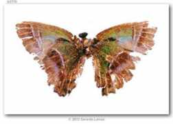 butterfliesofamerica.com Ganimedes