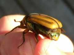 bugguide.net Ganino