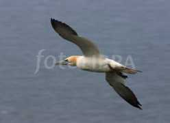 Gannet