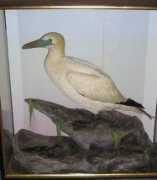 Gannet