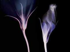 featureshoot.com Gantner