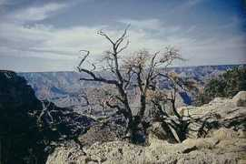 Ganyon