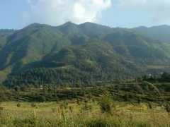 Gaon