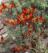 Garafas