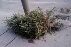 treehugger.com Garciah