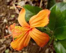 archives.starbulletin.com Gardene