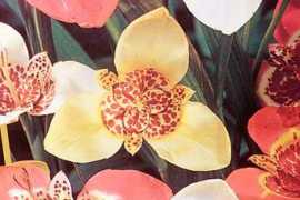 archives.starbulletin.com Gardene