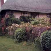 express.co.uk Gardeners