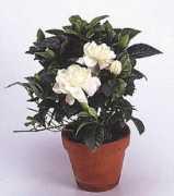 Gardenia