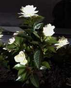 Gardina