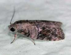 bugguide.net Garella