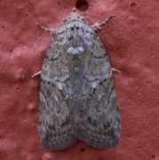 bugguide.net Garella