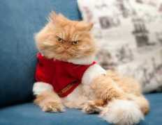en.gmw.cn Garfi