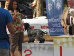 venilil.com Garivaldis