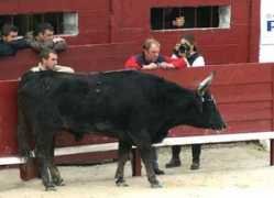coursecamarguaise.midiblogs.com Garlan